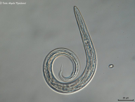 plicnivka Muellerius capillaris
